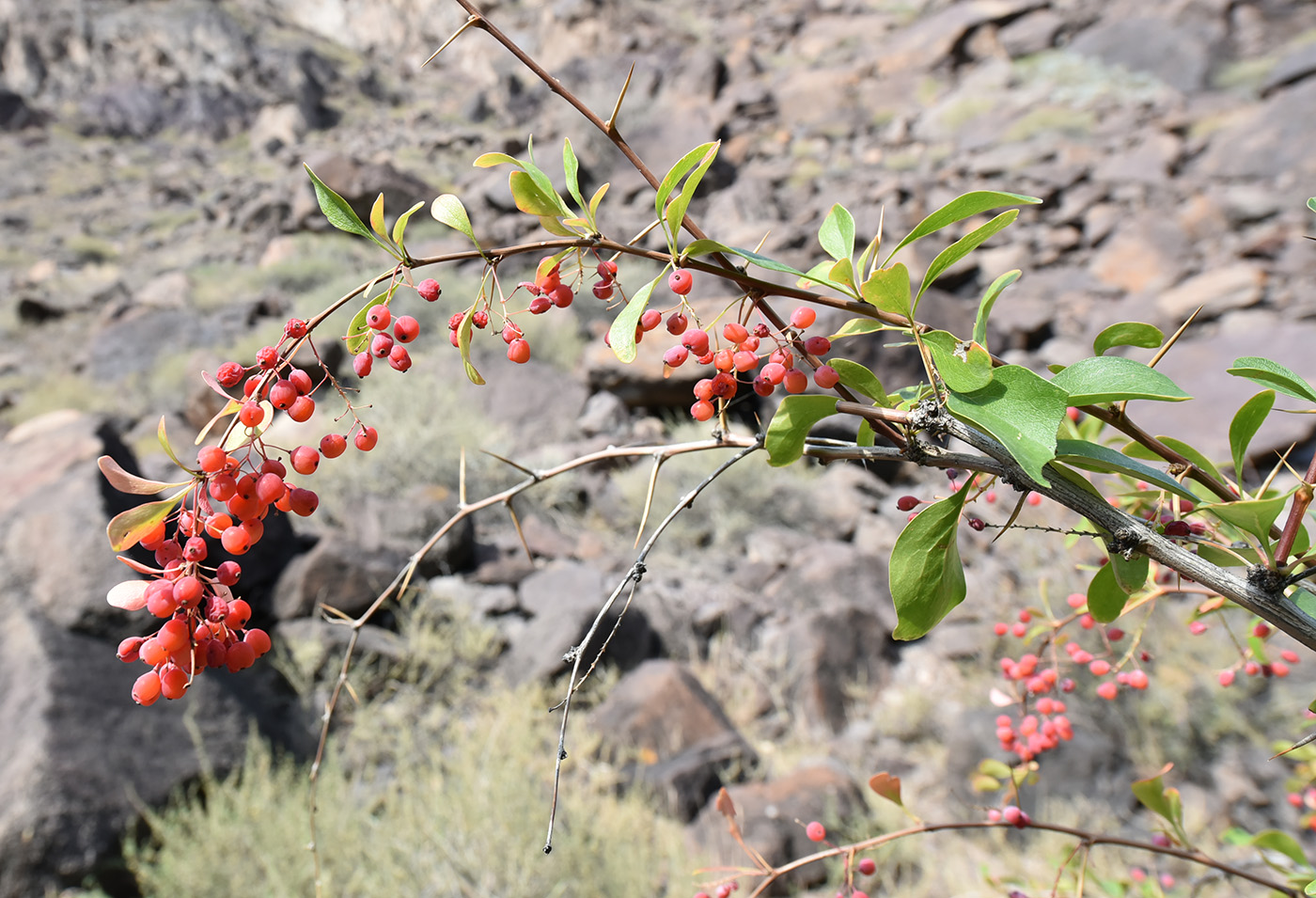 Изображение особи Berberis iliensis.