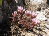 Pseudosedum karatavicum