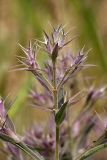 Nepeta ucranica