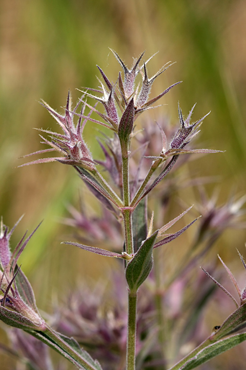 Image of Nepeta ucranica specimen.