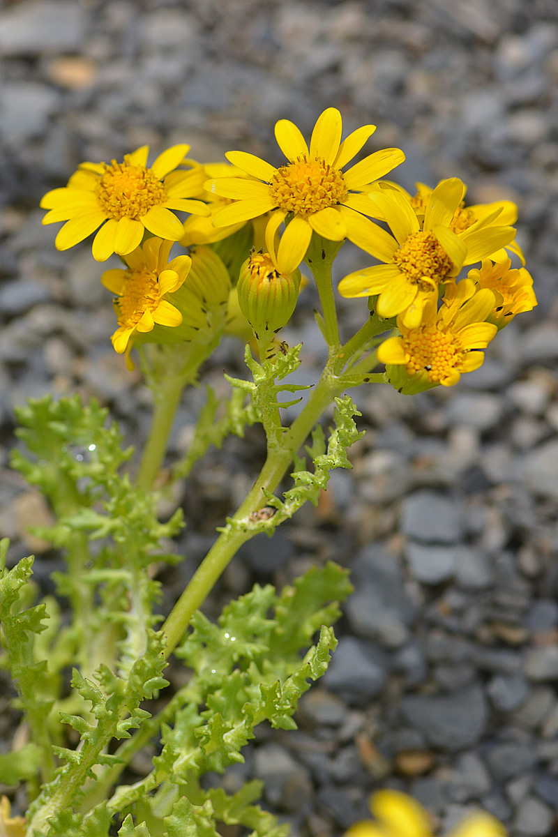 Image of Senecio sosnovskyi specimen.