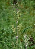 Urtica cannabina