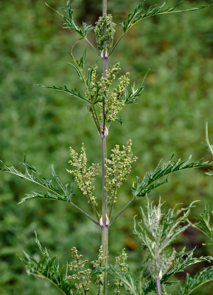 Image of Urtica cannabina specimen.