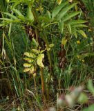 Sambucus ebulus