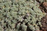 genus Artemisia. Вегетирующее растение. Республика Алтай, Кош-Агачский р-н, окр. стоянки Аргамджи, 2170 м н.у.м. 3 августа 2020 г.