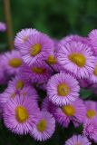 Erigeron speciosus. Соцветия (на двух соцветиях часть трубчатых цветков в центре дисков трансформировалась в язычковые). Томская обл., г. Томск, Академгородок, в культуре. 15.07.2021.