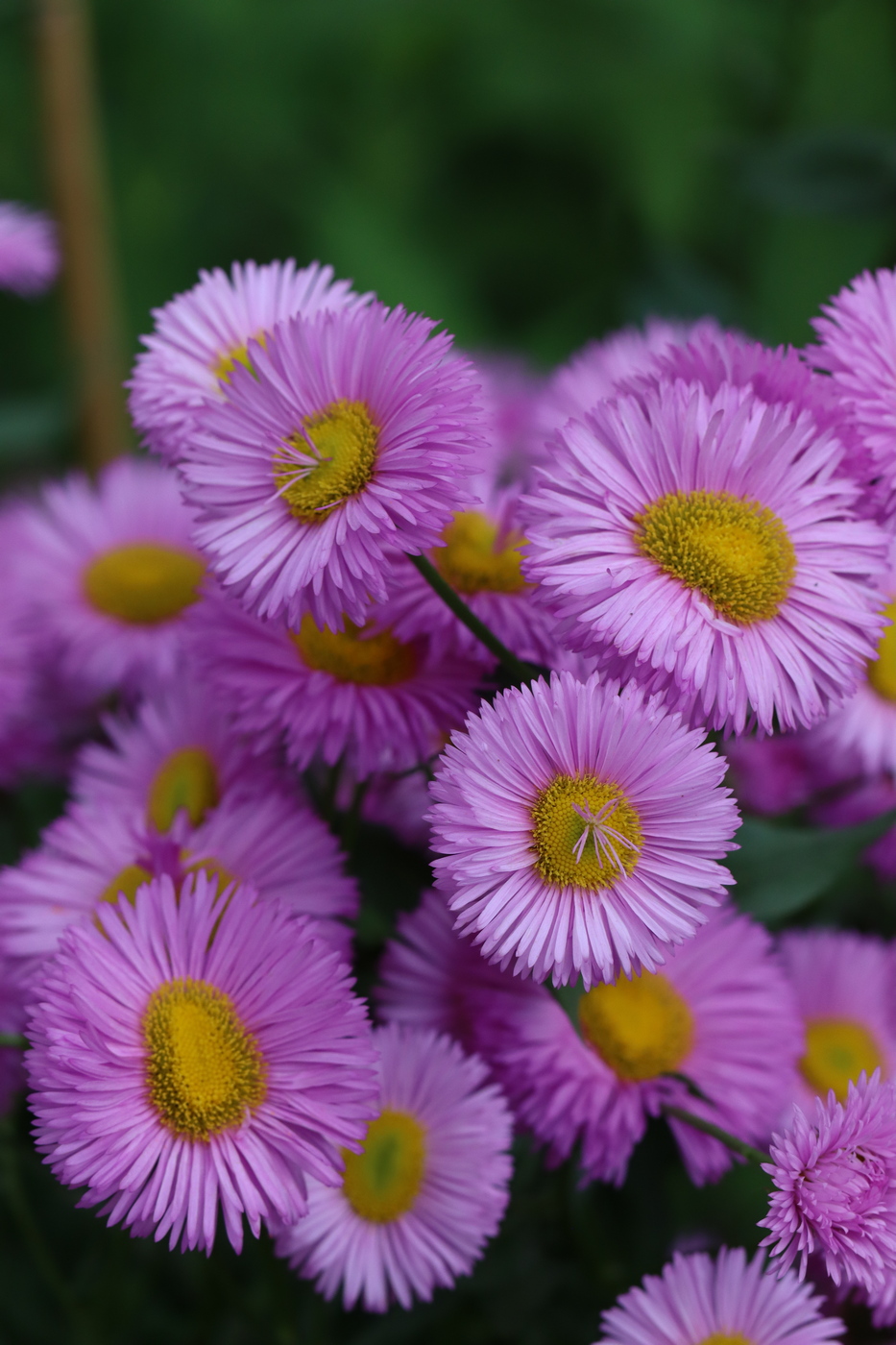Изображение особи Erigeron speciosus.