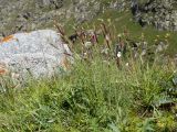 Dianthus cretaceus. Цветущие растения. Кабардино-Балкария, Черекский р-н, Кабардино-Балкарский высокогорный заповедник, Мижиргийское ущелье, ≈ 2400 м н.у.м., близ каньона ручья Гидан, альпийский луг. 17.08.2021.