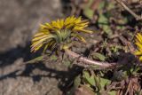 род Taraxacum