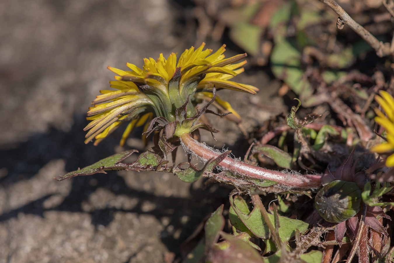 Изображение особи род Taraxacum.