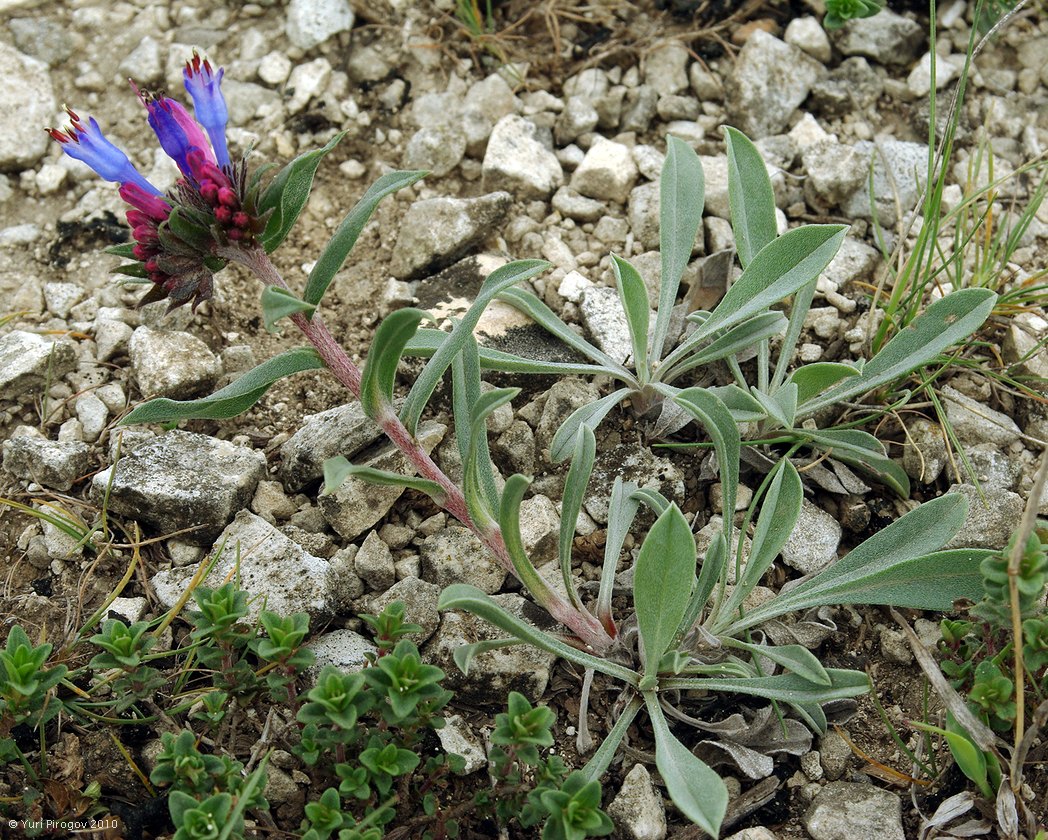 Image of Moltkia caerulea specimen.