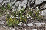 Galanthus plicatus