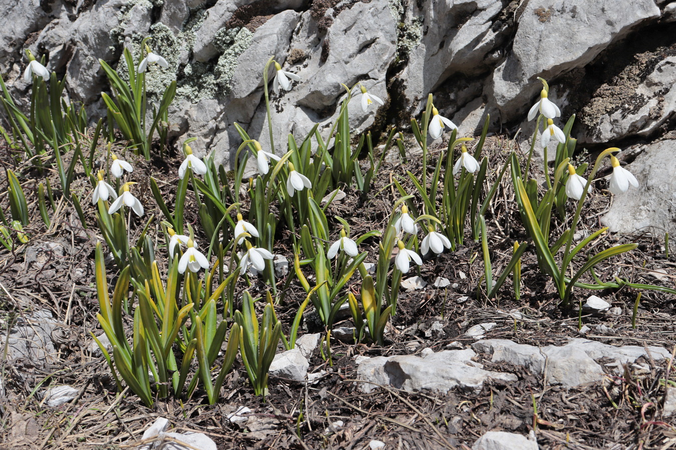 Image of Galanthus plicatus specimen.