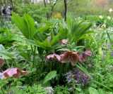 Helleborus orientalis