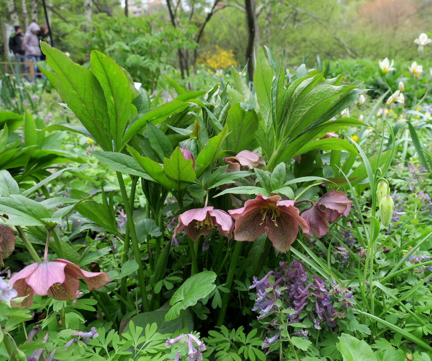 Изображение особи Helleborus orientalis.