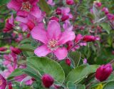 Malus niedzwetzkyana