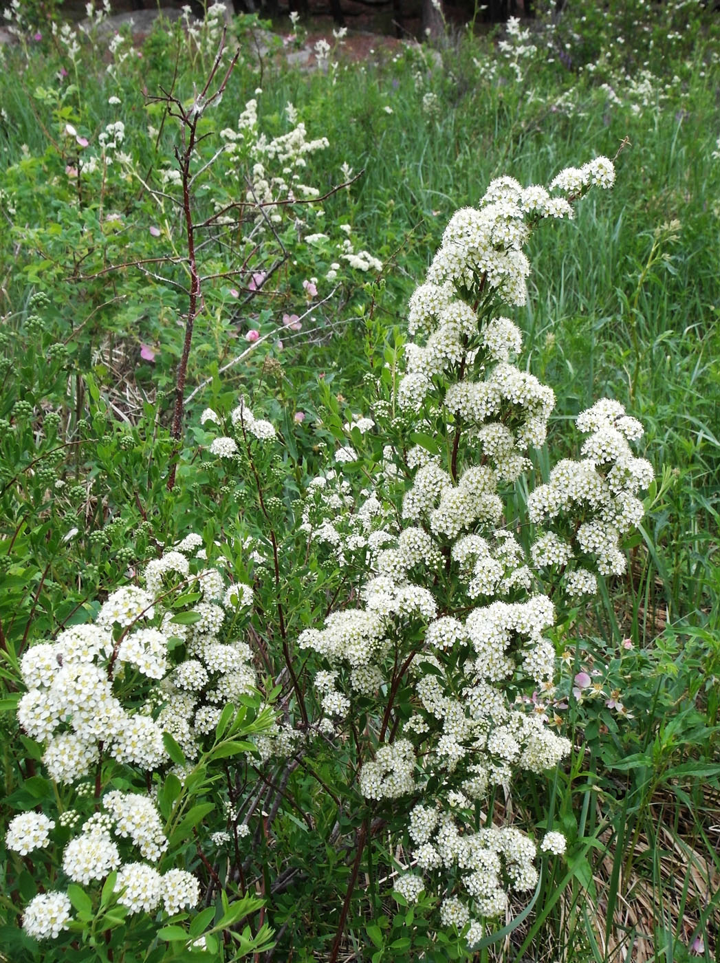 Изображение особи Spiraea crenata.