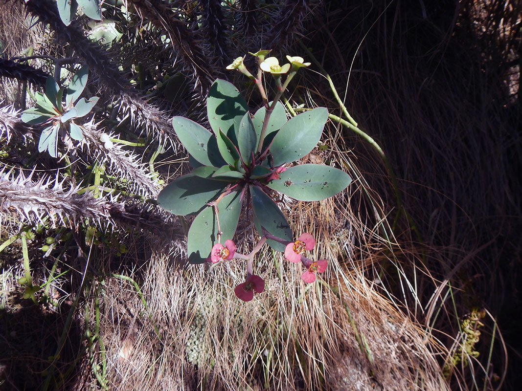 Image of genus Euphorbia specimen.