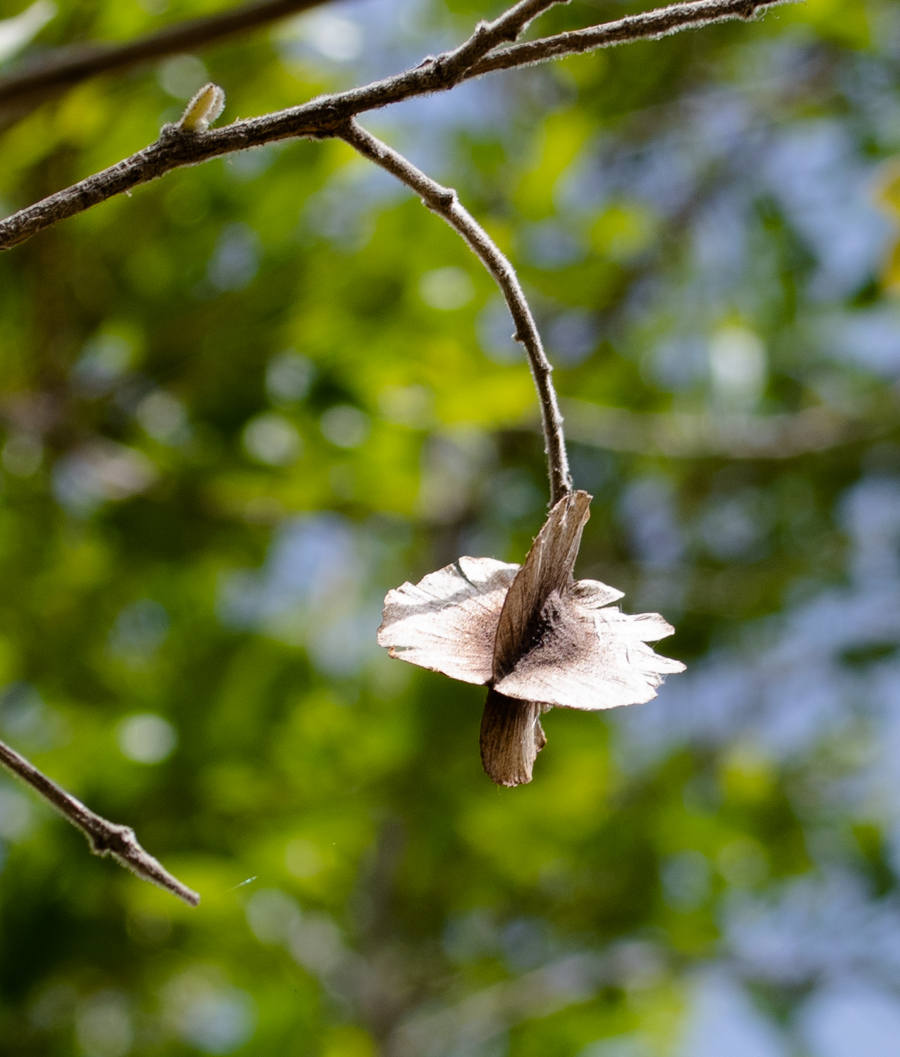 Image of Combretum molle specimen.