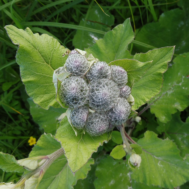 Изображение особи Arctium tomentosum.