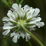 Scabiosa sosnowskyi. Соцветие (вид снизу). Республика Абхазия, г. Сухум. 22.08.2009.