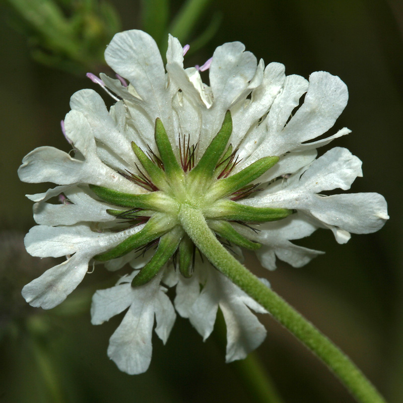 Image of Scabiosa sosnowskyi specimen.