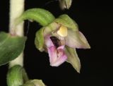 Epipactis helleborine. Цветок. Горный Крым, окр. с. Генеральское, буковый лес. 15 июля 2022 г.