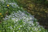 Veronica filiformis