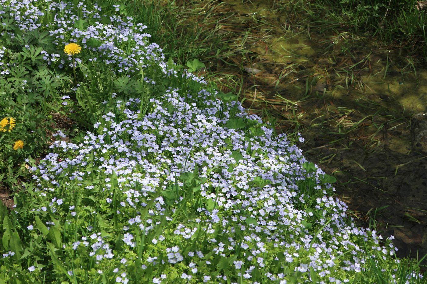 Image of Veronica filiformis specimen.