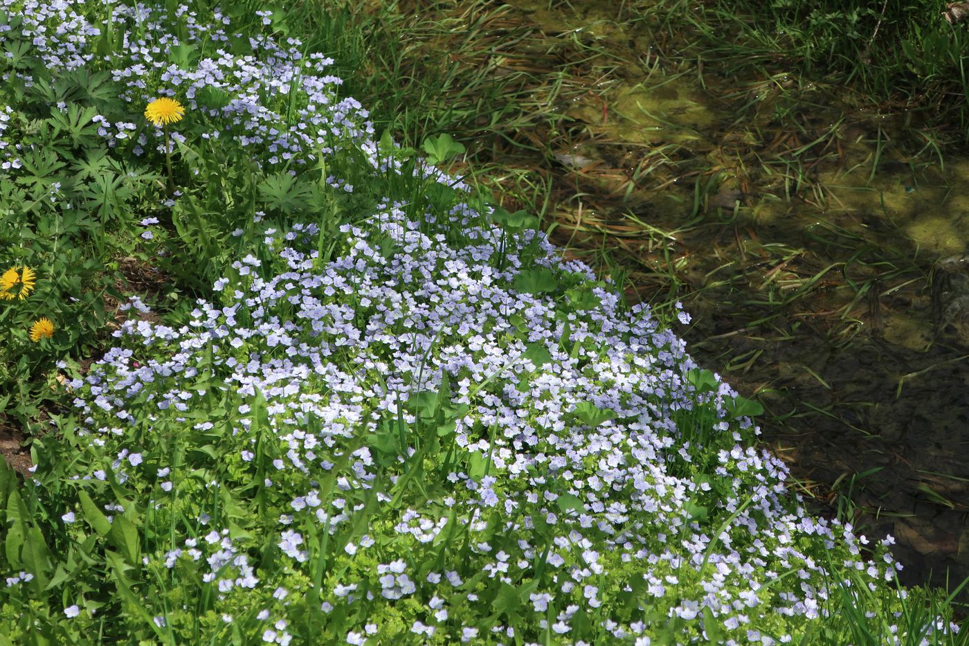 Изображение особи Veronica filiformis.