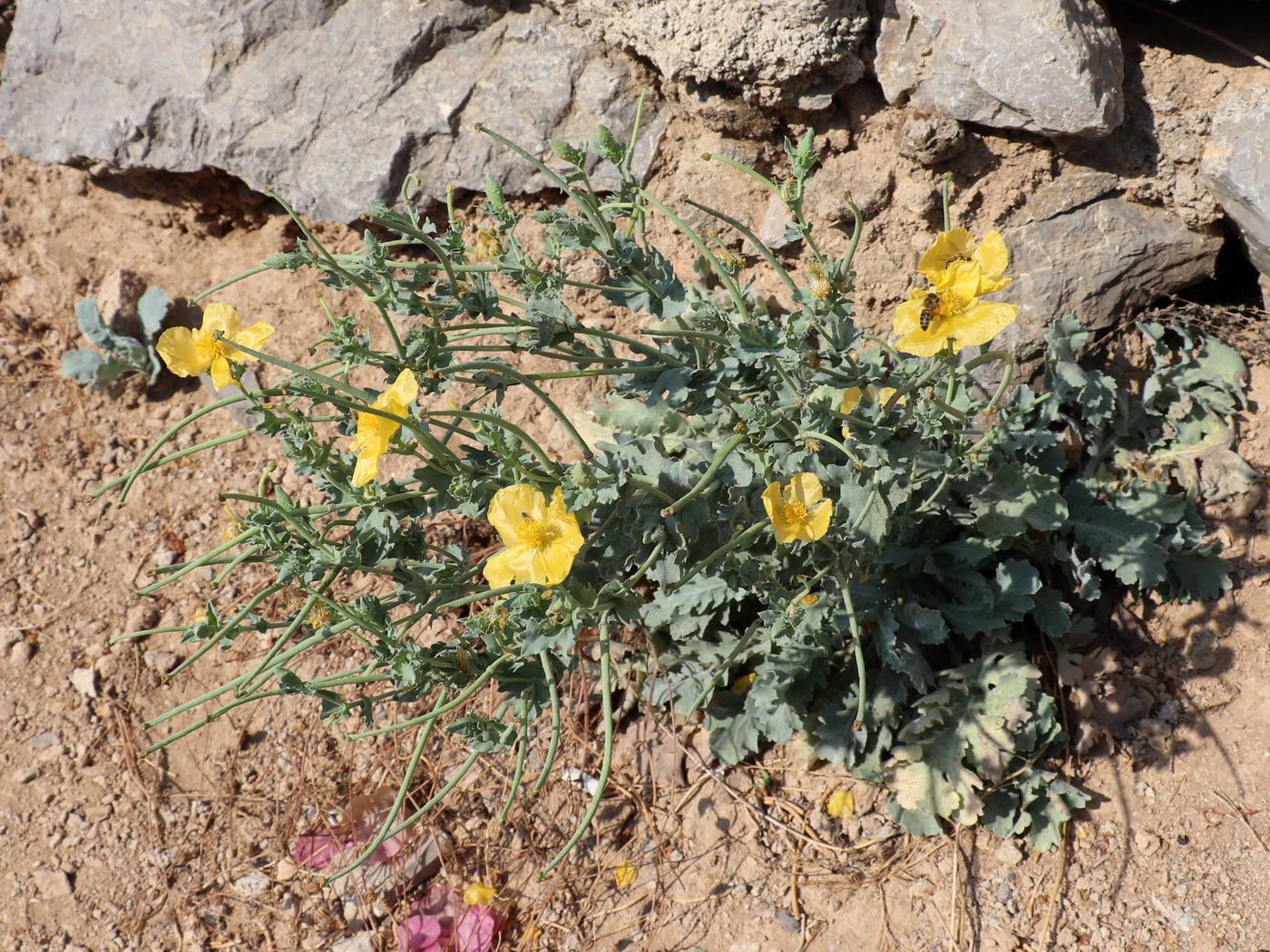 Изображение особи Glaucium flavum.