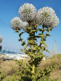 Echinops antalyensis