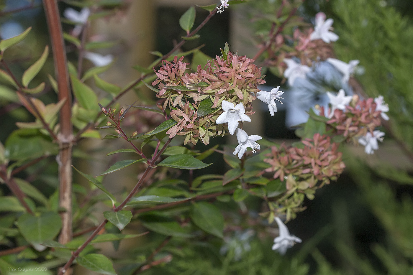 Изображение особи Abelia &times; grandiflora.