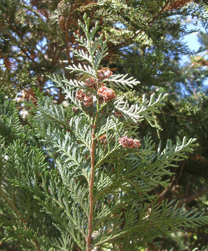 Image of Chamaecyparis lawsoniana specimen.