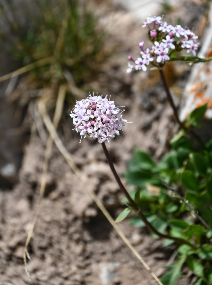 Изображение особи Valeriana fedtschenkoi.