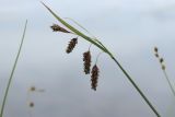 Carex paupercula. Верхушка побега с соплодиями, частично поражёнными головнёвым грибом. Мурманская обл., окр. г. Заозёрск, высота 314.9, долина тектонического разлома, заболоченный берег небольшого озера. 01.08.2022.