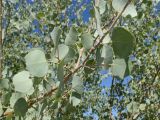 Populus pruinosa