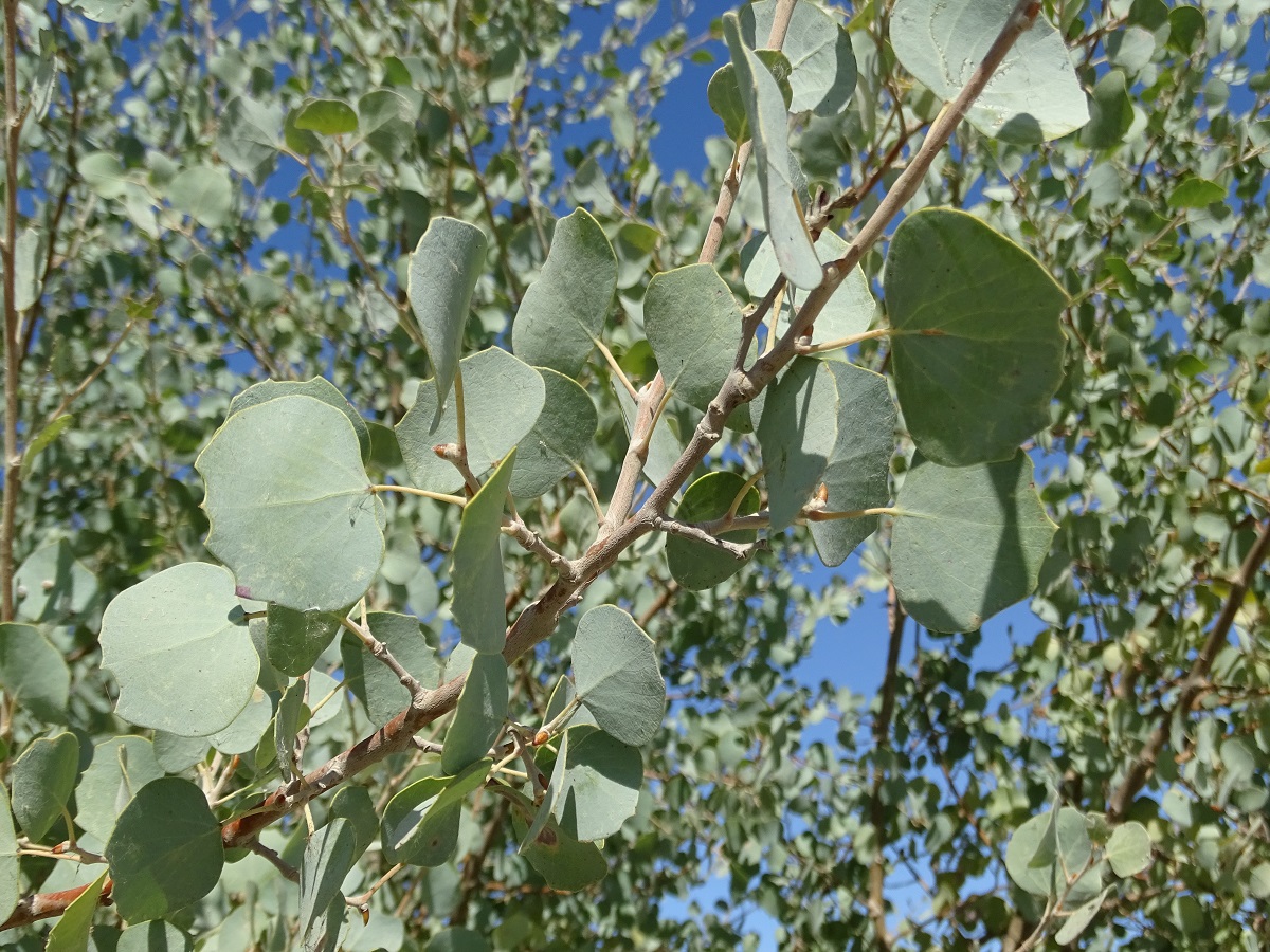 Изображение особи Populus pruinosa.