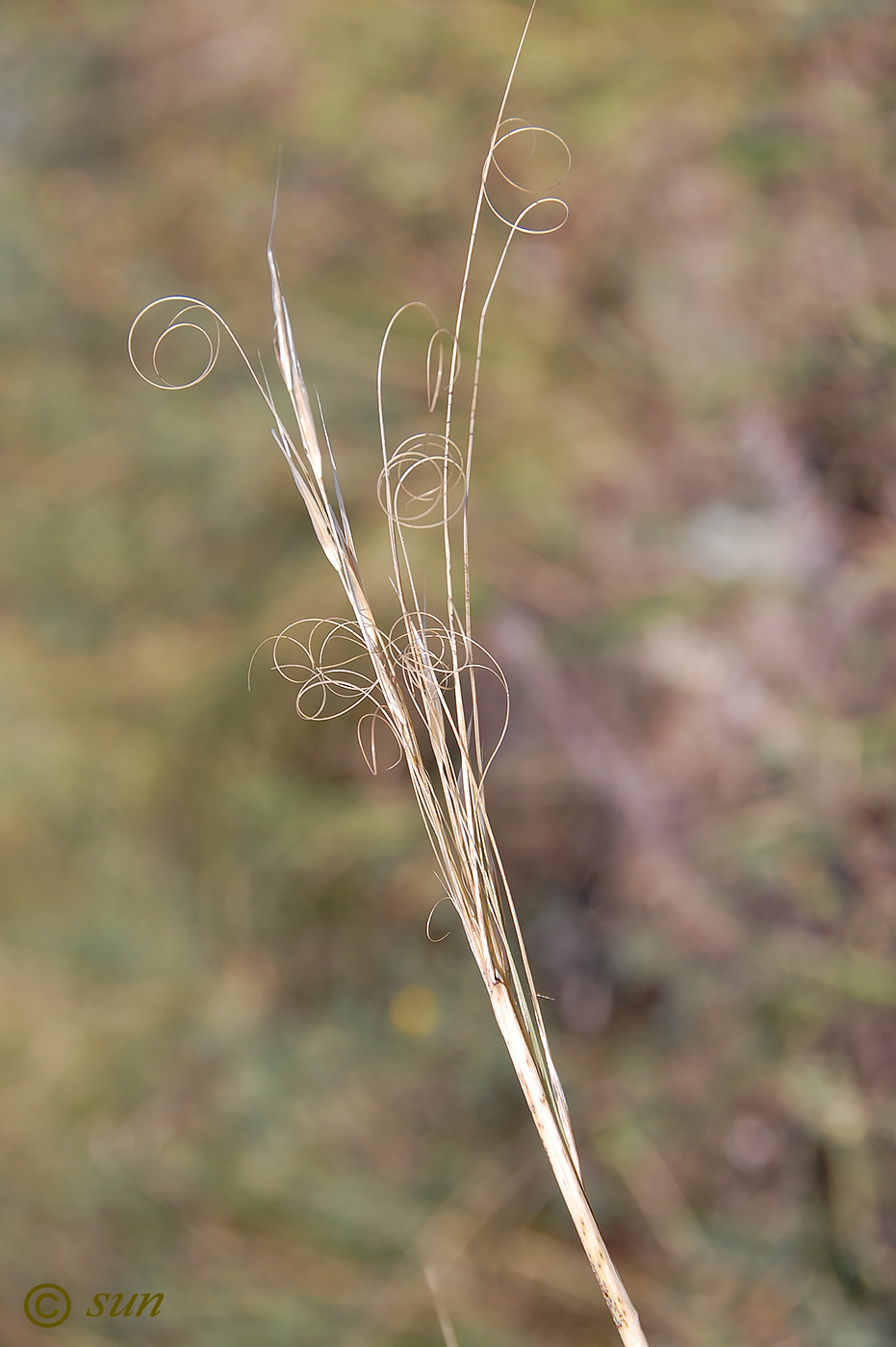 Изображение особи Stipa capillata.