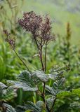 Filipendula camtschatica. Верхушка побега с соплодием. Сахалин, Корсаковский гор. округ, мыс Евстафия, луговой склон. 25.08.2022.