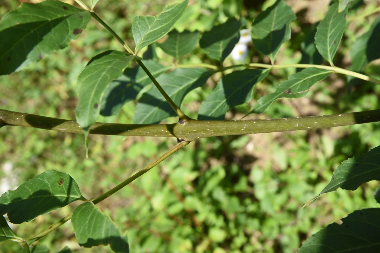 Image of Fraxinus excelsior specimen.