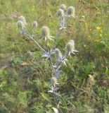 Eryngium planum. Верхушка цветущего растения. Челябинская обл., Октябрьский р-н, с. Кочердык, ПП оз. Сладкое. 21.08.2010.