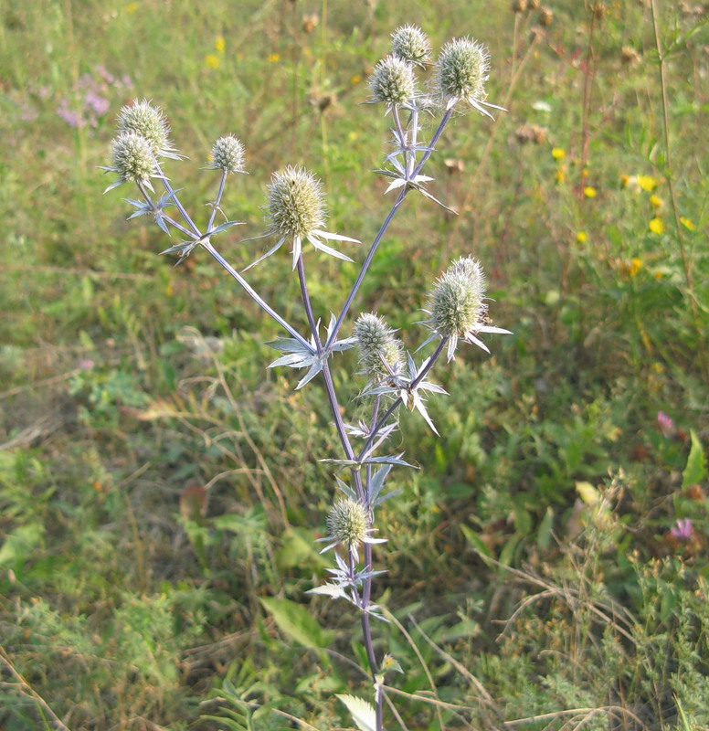 Изображение особи Eryngium planum.