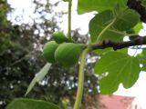 Ficus carica