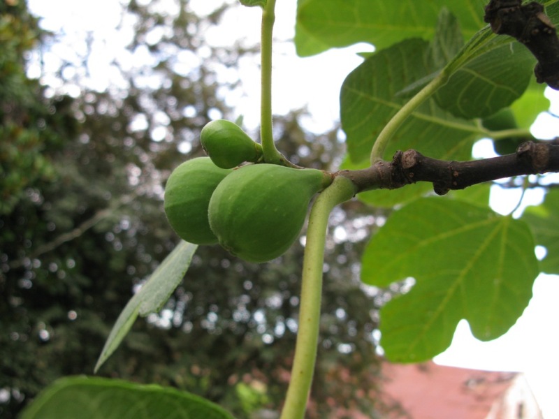 Изображение особи Ficus carica.