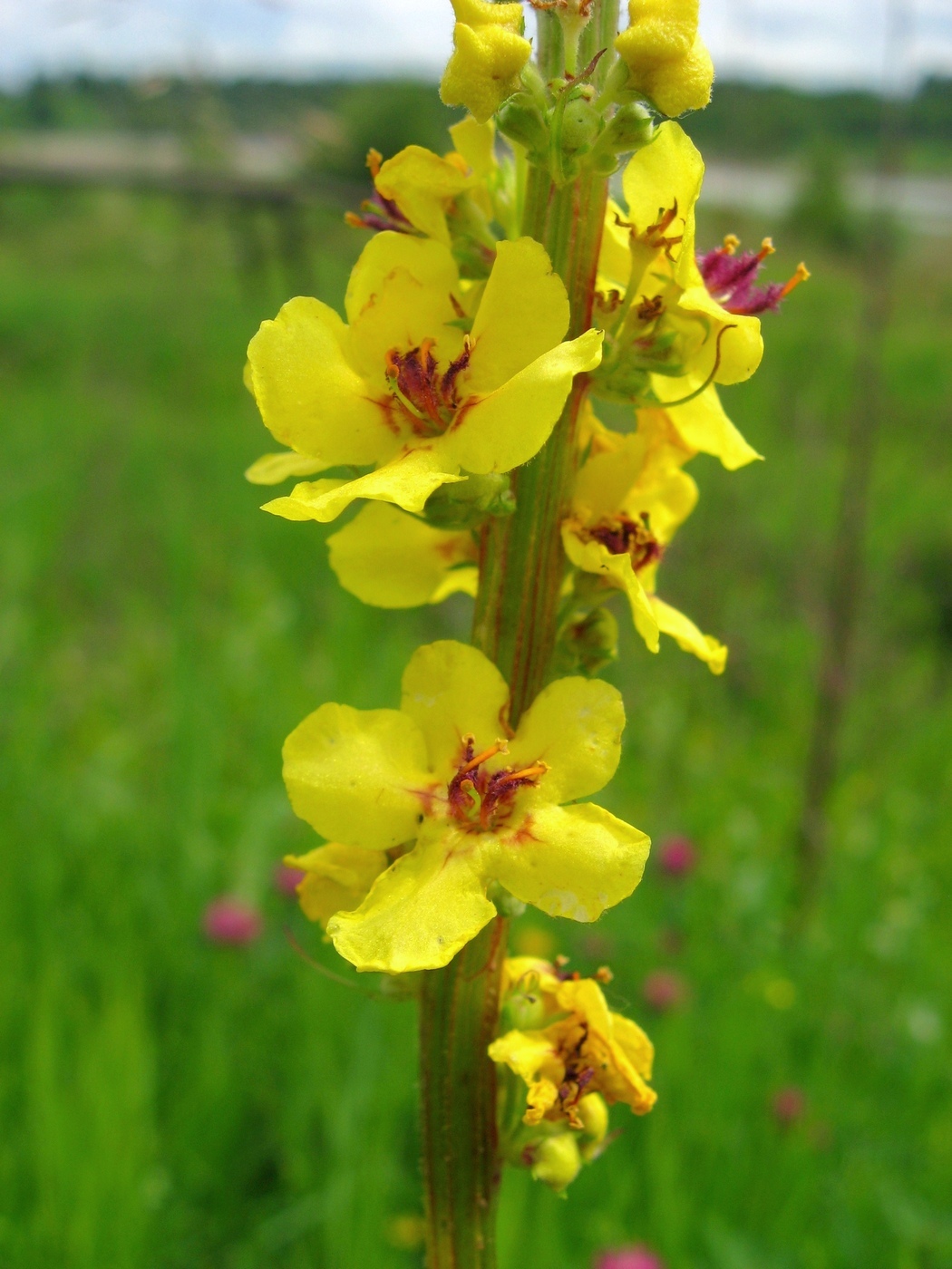 Image of Verbascum nigrum specimen.