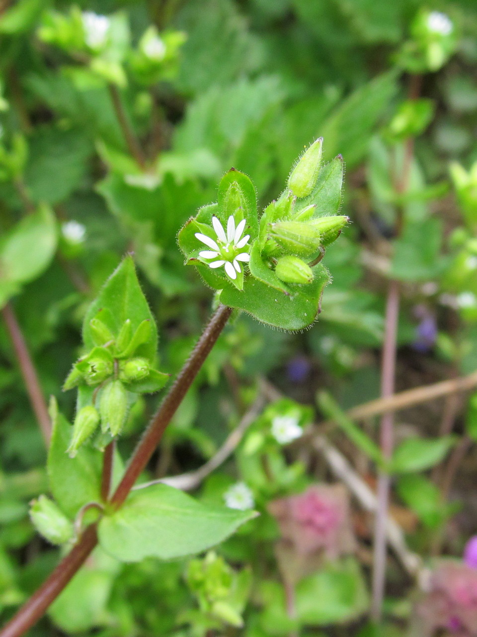 Image of Stellaria media specimen.