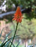 Aloe arborescens