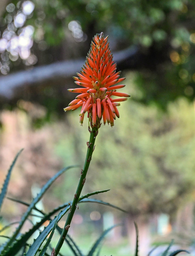 Изображение особи Aloe arborescens.