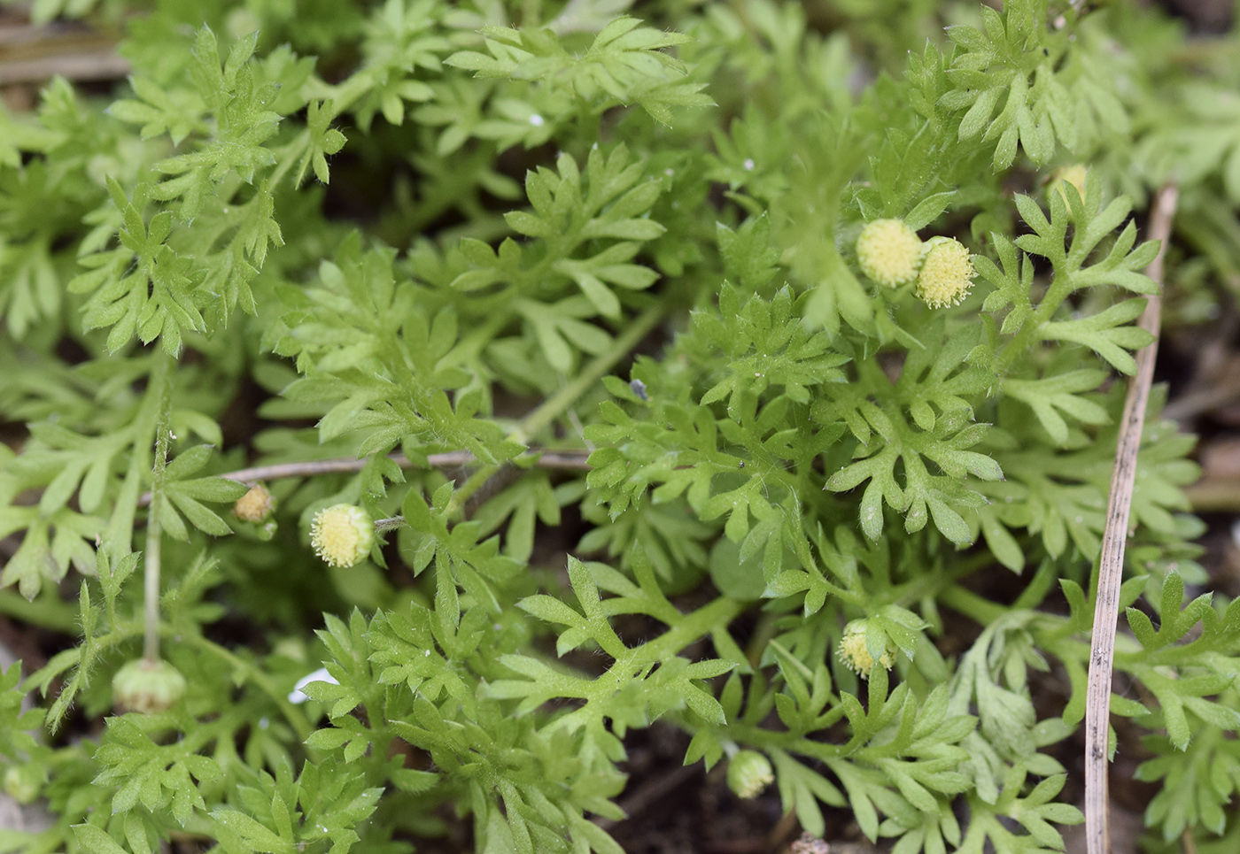 Изображение особи Cotula australis.